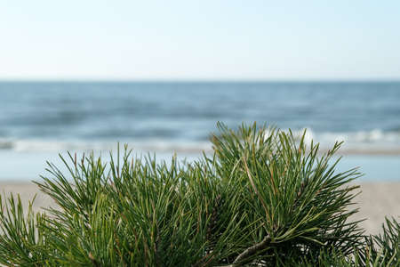 Taean-gun Anmyeon-eup, Chungcheongnam-do May 20th, 2020: Pine Tree on Rock Island at Wansando Beach...