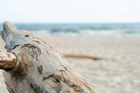 A beautiful nature image of dry wood on the beach, give a sense of calm ? dry tree by the seaの写真素材