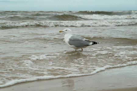 Seagull in summer on the beachの写真素材