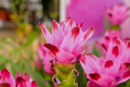 Colorful bunch of mixed flowers closeup. colorful flowersの写真素材