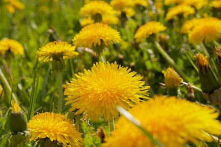 Close-up of yellow dandelions in the middle of bright and juicy green grass . green juicy grass....