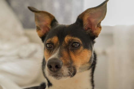 a girl with a dog on the shore looking at a sailboat ..の写真素材