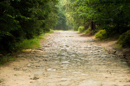 stone path in the forest. dense forest with path.の写真素材