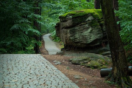 stone path in the forest. dense forest with path.の写真素材