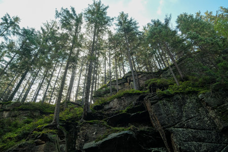 trees grow on a stone mountain. fog in the mountains .rock with trees .fog in the forest.の写真素材