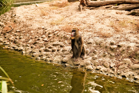 Baboon on the bank of the river in the zoo.