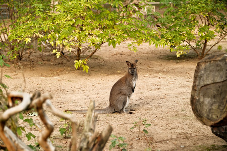 Kangaroo in the zoo, Australia. Animal in the natureの写真素材
