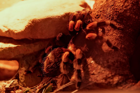 Mexican Fireleg Tarantula (Brachypelma smithi)の写真素材
