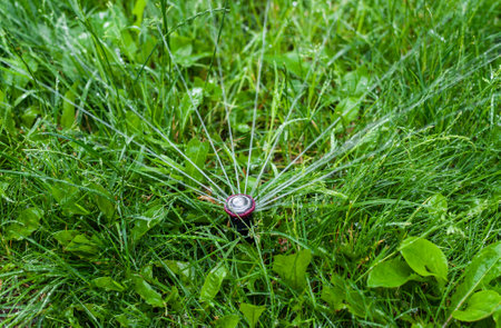 Sprinkler watering the grass in the garden. garden irrigation system.の写真素材