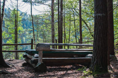 Wooden bench in the middle of a pine forest in the mountainsの写真素材