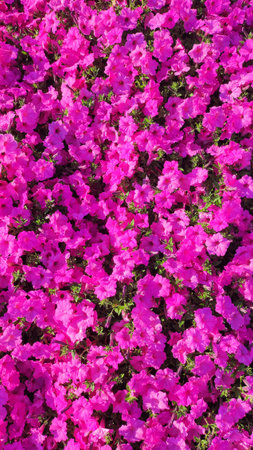 Pink petunia flowers. Pink petunia background. Summer concept. Floral background.の写真素材