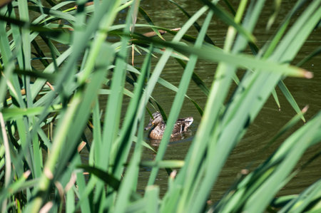 A duck swims in a lake surrounded by green reedsの写真素材