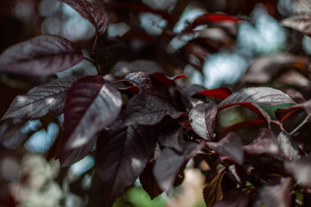 Burgundy plum tree leaves with selective focus. Nature background.