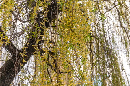 A flowering weeping willow in early spring
