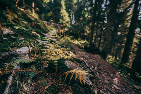 A tree in a forestの写真素材