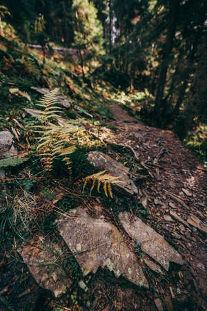 A close up of a rockの写真素材