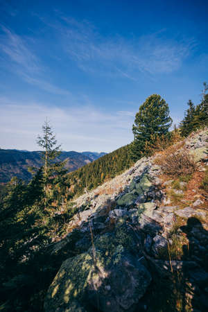 A tree with a mountain in the backgroundの写真素材
