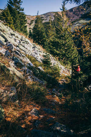 A tree with a mountain in the backgroundの写真素材
