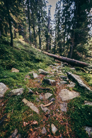 A close up of a rock next to a treeの写真素材