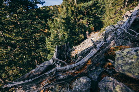 A close up of a rock next to a treeの写真素材