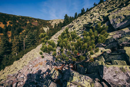 A rocky mountain A canyonの写真素材