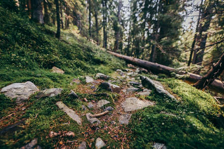 A close up of a rock next to a forestの写真素材