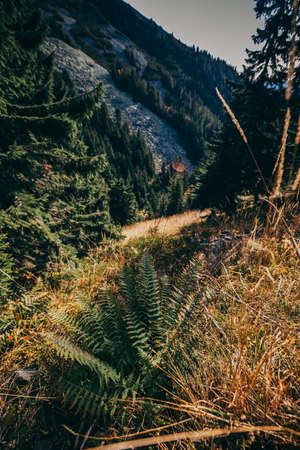 A tree with a mountain in the background