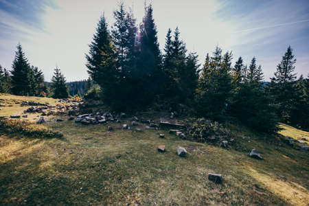 A flock of sheep in a dirt fieldの写真素材