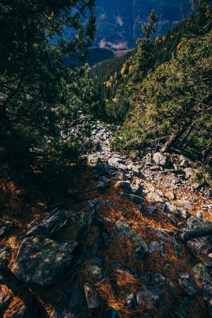 A tree with a mountain in the backgroundの写真素材