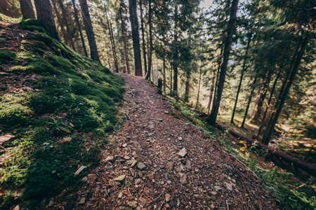 A dirt path in a forestの写真素材
