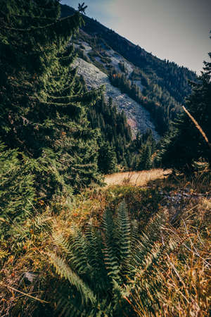 A tree with a mountain in the backgroundの写真素材