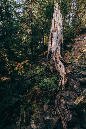 A tree in a forestの写真素材