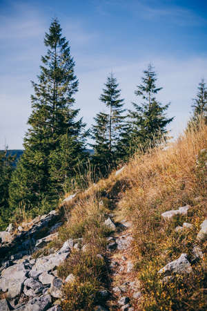 A tree with a mountain in the backgroundの写真素材