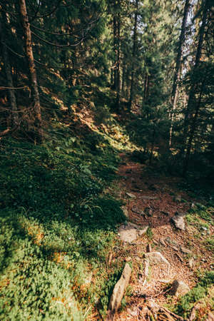 A tree in a forestの写真素材