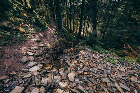 A rocky area next to a forestの写真素材