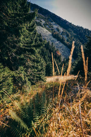A tree with a mountain in the backgroundの写真素材