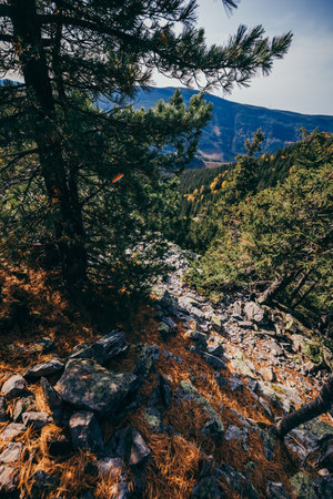 A tree with a mountain in the backgroundの写真素材
