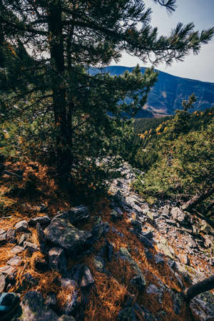 A tree with a mountain in the backgroundの写真素材
