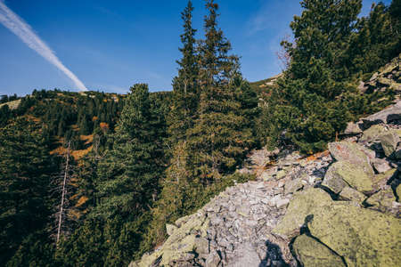 A close up of a hillside next to a forestの写真素材