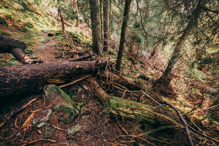 A pile of wood in a forestの写真素材