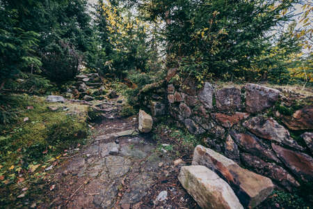 A close up of a rock a forestの写真素材