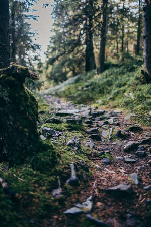 A tree in a forest a grassy hillの写真素材