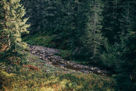 A train traveling down train tracks near a forestの写真素材