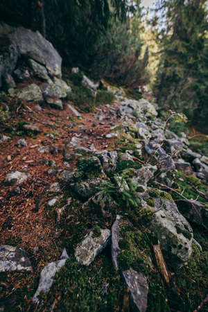 A close up of a rock a mountainの写真素材