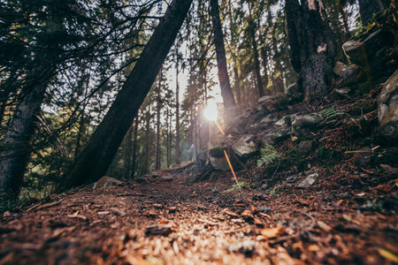 A dirt path in a forest a mountainの写真素材