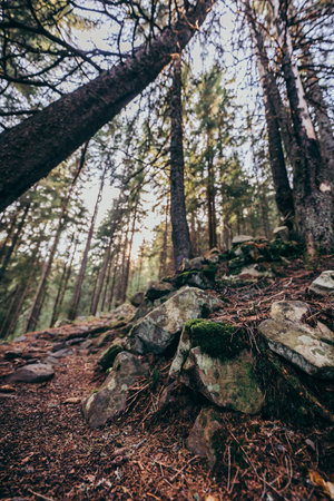 A tree in a forest a mountainの写真素材