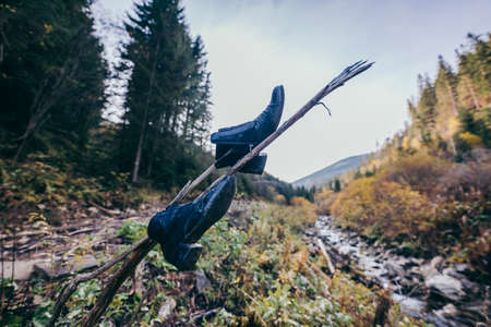 A bird flying over a forest a mountainの写真素材
