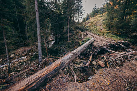 A dirt path in a forest a mountainの写真素材