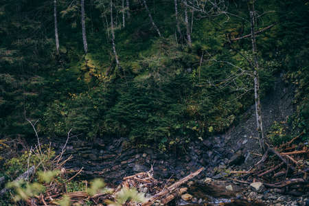 A close up of a rock next to a forestの写真素材