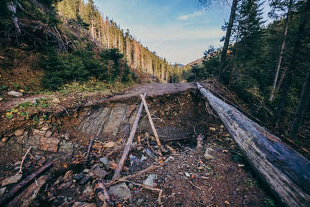A bridge over a river in a forestの写真素材